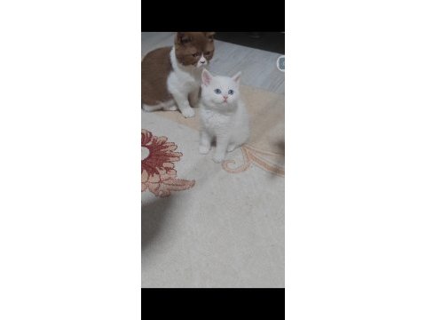British shorthair beyaz