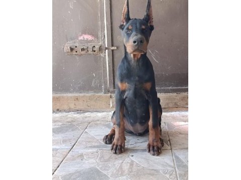 Şampiyon kan hattından a şecere doberman yavrular