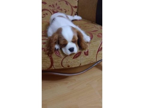3 aylık erkek bebek king charles