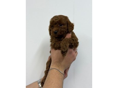 Irk garantili evinizin neşesi toy poodle