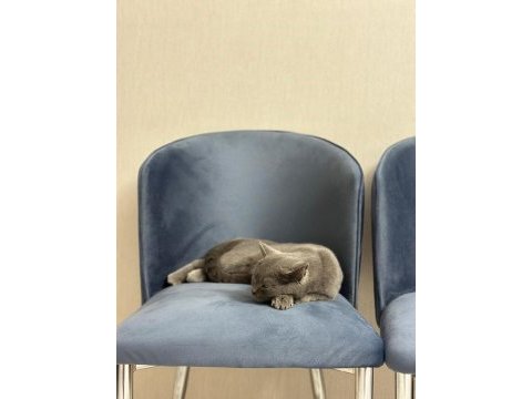 Safkan british shorthair 8 aylık dişi