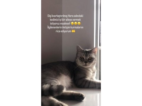 Evimizin british bebeğini mecburen sahiplendirmek istiyoruz