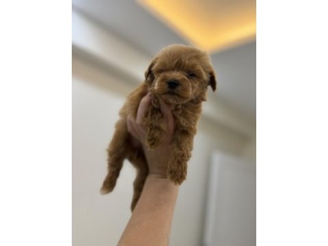 Kore kan teacup maltipoo 