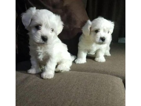 0 numara maltese yavrular