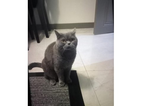 Ücretsiz 3 yaşında british shorthair