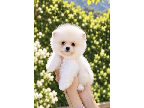 Kusursuz karbeyaz pomeranian boo