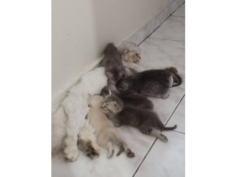 Silver british longhair anne ve siyam babanın yavruları