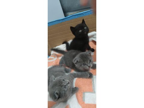 Tatlış british shorthair miniklerimiz