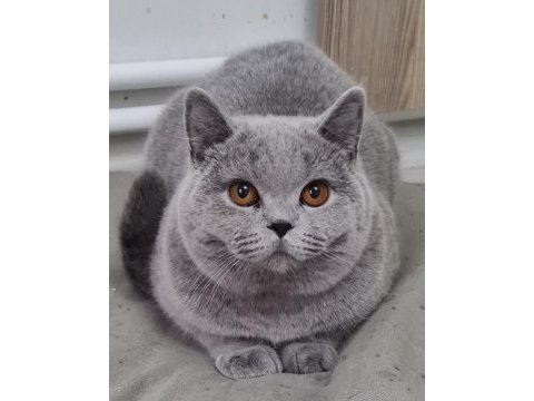 British shorthair sahibinden erkekler