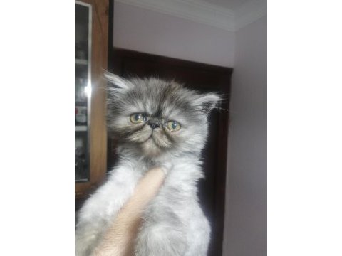 Yakışıklı bir yavru exotic shorthair