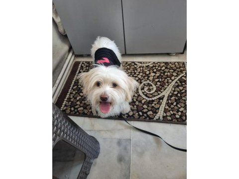 Maltese terrier aşıları çipi karnesi herşeyi tamam