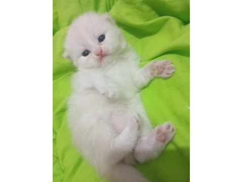 Scottish fold sahiplendirme