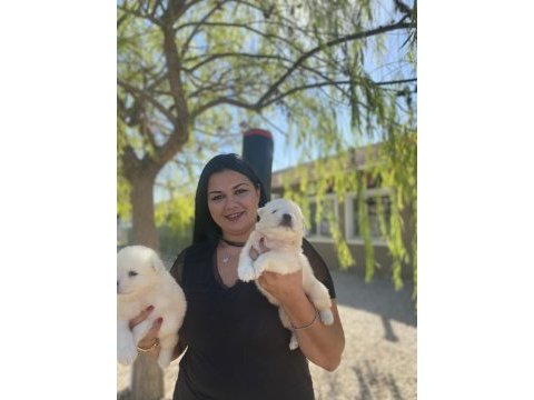 Sağlık ve ırk garantili samoyed yavrularım