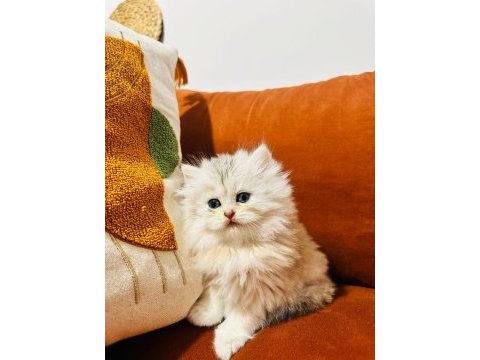 Güzel british longhair prensesim