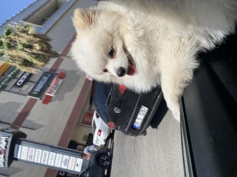 Pomeranian erkek uysal 1 yaşında