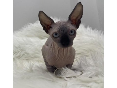 Sphynx sfenks yavru