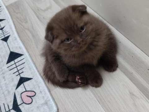 Scottish fold yavrumuz yeni yuvasına gitmeye hazır
