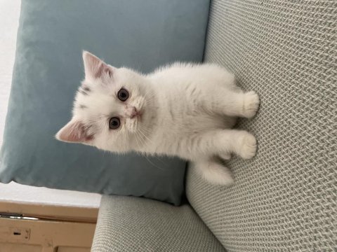 Scottish fold ve british shorthair yavruları