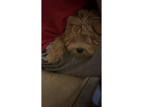 A kalite maltipoo yavru