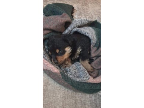 Rottweiler yavrular
