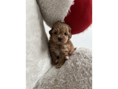 Teacup f1 maltipoo