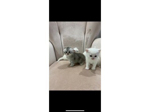A kalite bembeyaz rezerve açık yavrular british shorthair