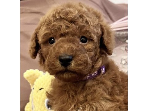 Toy poodle yavrusu
