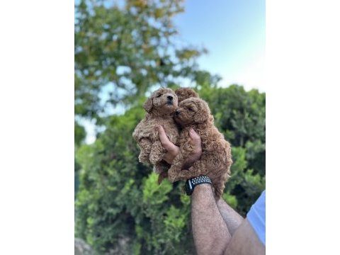 Orjinal toy poodle yavrular