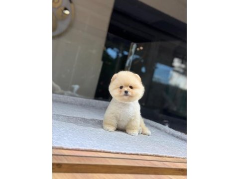 Bebek gibi bi pomeranian boo