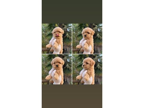 Dünyalar tatlışı toy poodle yavrumuz