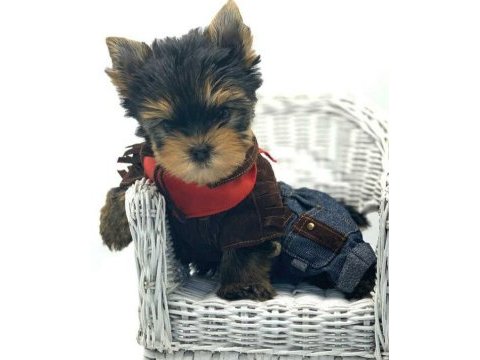 Teacup yorkshire terrier bebeklerimiz
