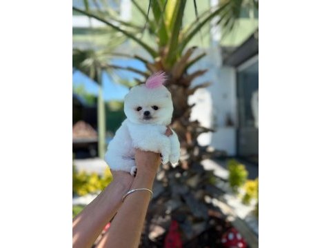 Orjinal pomeranian boo