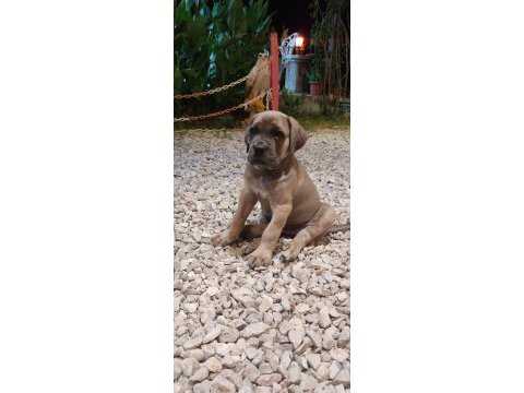 Efsane cane corso yavrular