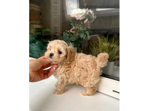 A kalite maltipoo bebeklerimiz