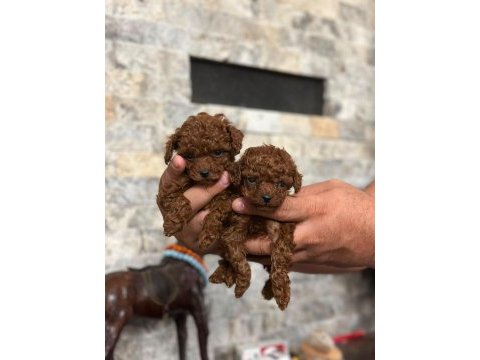 Teacup poodle kızlar hazır