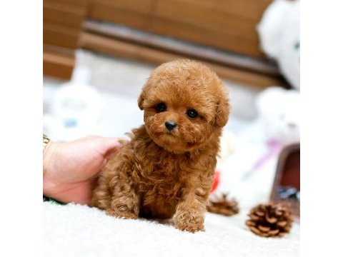 Mini boy poodle bebeklerimiz