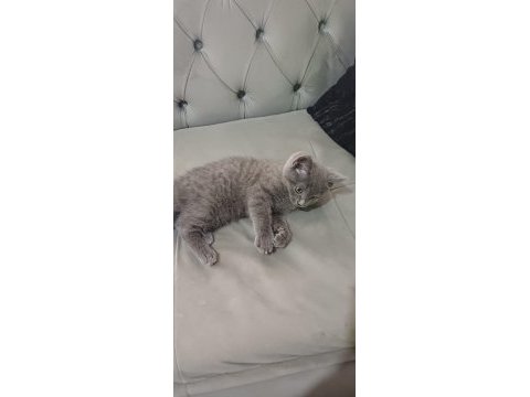 Safkan british shorthair kedisi