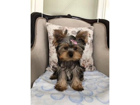 Şecereli yorkshire terrier bebekler