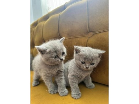 2 aylık british shorthair bebekler yeni yuvasını bekliyor