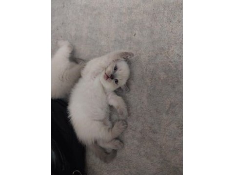 British shorthair yavrular ırk sağlık garantili