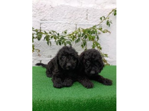 Siyah poodle yavrularımız