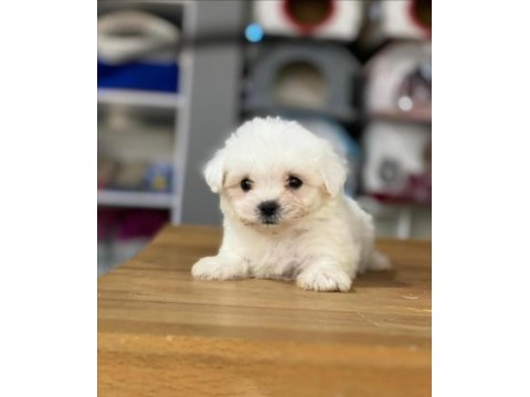 Maltese terrier sıfır boy