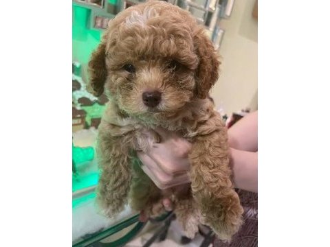 A kalite toy poodle yavrusu