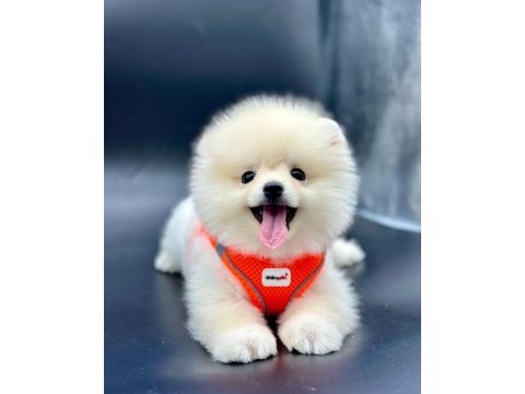 Ayı surat pomeranian