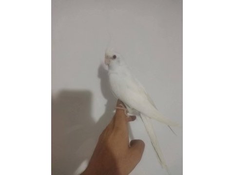 Acil satılık sultan papağanı