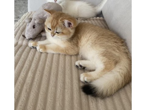 Şecereli british shorthair black golden ny12 erkek yavru