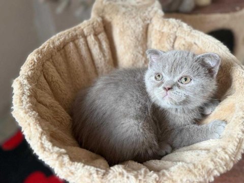Sevimli scottish fold oğlumuz
