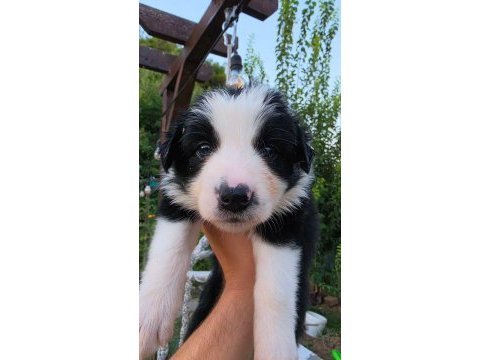 Border collie köpeğimiz antalya