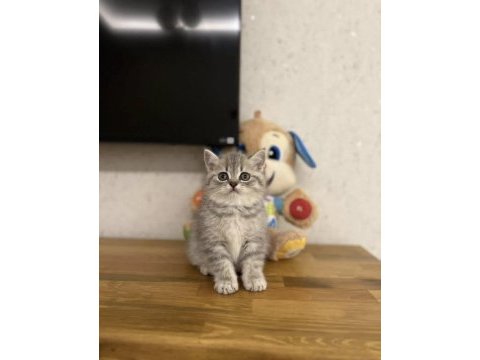 Sevimli british shorthair kedisi
