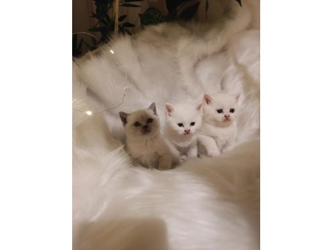 Sevimli british shorthair bebekler